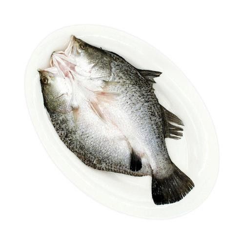 斑尾龍魚圖片高清圖