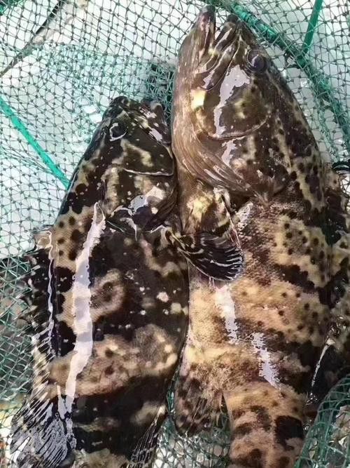 斑尾龍魚圖片高清圖