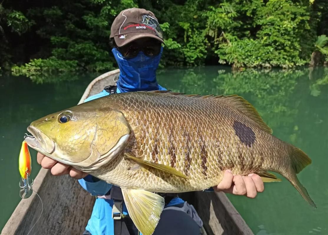 斑尾龍魚圖片高清圖