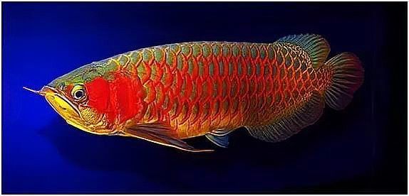 斑尾龍魚圖片高清圖