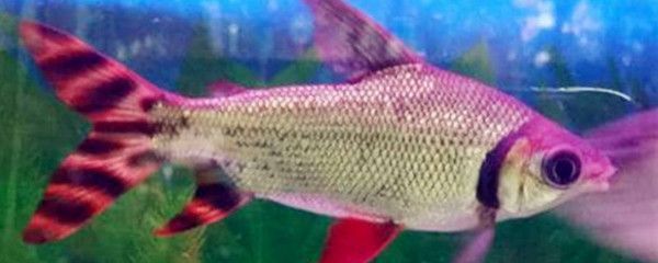 和龍魚混養的魚吃什么：與龍魚混養的魚吃什么