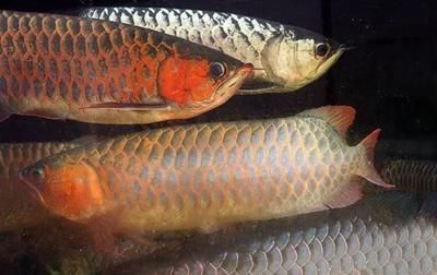 和龍魚混養的魚吃什么：與龍魚混養的魚吃什么