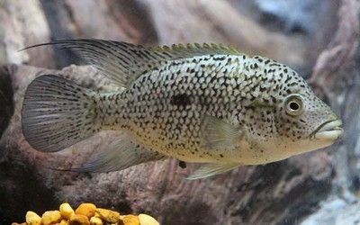 和龍魚混養的魚吃什么：與龍魚混養的魚吃什么