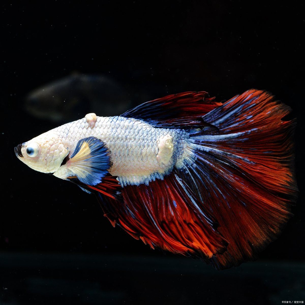 火龍魚能和斑馬魚一起養(yǎng)嗎怎么養(yǎng)