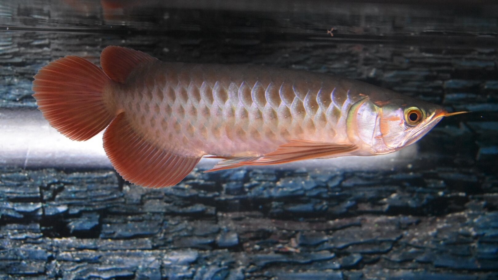 龍魚(yú)吃活魚(yú)是否容易得病（龍魚(yú)吃活魚(yú)存在一定的健康風(fēng)險(xiǎn)嗎？）