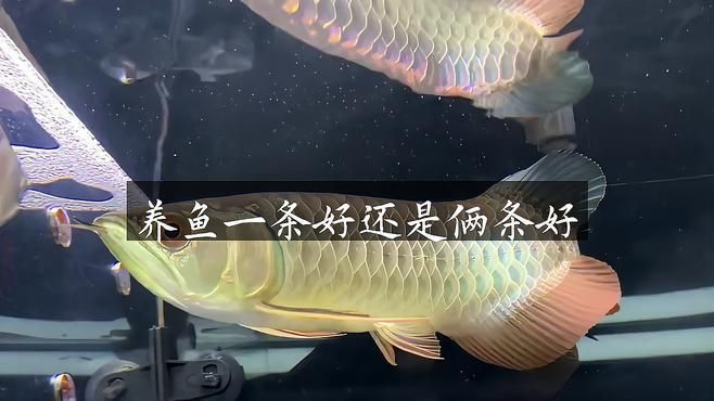 龍魚風水講究養一條還是二條好呢 龍魚風水講究養一條還是二條好呢 龍魚百科 第3張