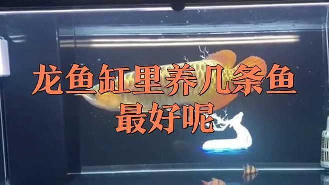 龍魚風水講究養一條還是二條好呢 龍魚風水講究養一條還是二條好呢 龍魚百科 第4張
