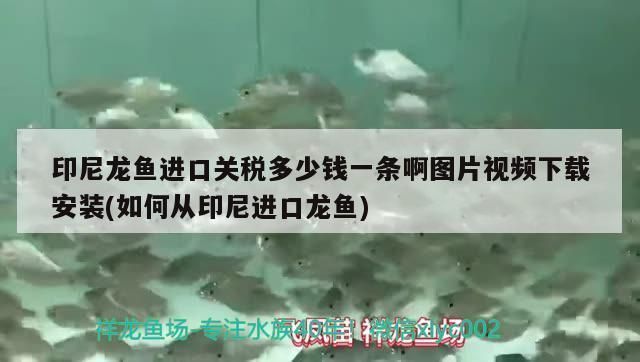龍魚進口多少錢一條啊視頻：關于龍魚進口多少錢一條龍魚進口多少錢一條 龍魚進口多少錢一條啊視頻：關于龍魚進口多少錢一條龍魚進口多少錢一條 龍魚百科 第1張