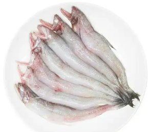 水龍魚