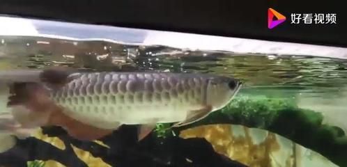 金龍魚翻了怎么辦？：金龍魚翻肚皮怎么辦 金龍魚翻了怎么辦？：金龍魚翻肚皮怎么辦 龍魚百科 第3張