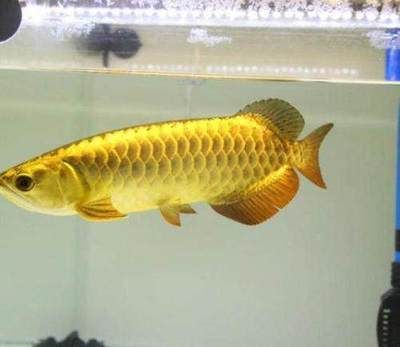 金龍魚翻了怎么辦？：金龍魚翻肚皮怎么辦 金龍魚翻了怎么辦？：金龍魚翻肚皮怎么辦 龍魚百科 第1張