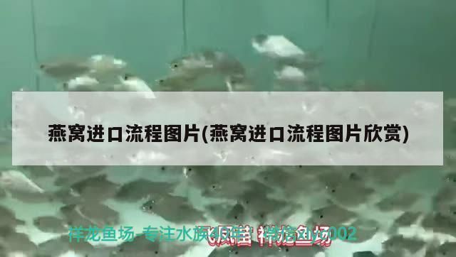 金龍魚值錢還是紅龍魚值錢呢（金龍魚值錢還是紅龍魚值錢呢圖片）