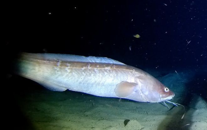 紅魔王銀版魚的自然食物來源：紅魔王銀版魚的自然食物來源是多樣化的 紅魔王銀版魚的自然食物來源：紅魔王銀版魚的自然食物來源是多樣化的 龍魚百科 第1張