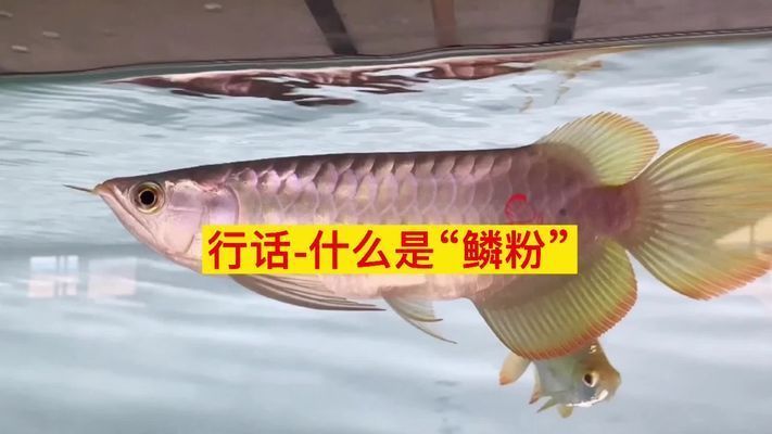金龍魚增色鱗粉:金龍魚增色鱗粉是一種針對金魚的專業級飼料的主要成分 龍魚百科 第1張 金龍魚增色鱗粉:金龍魚增色鱗粉是一種針對金魚的專業級飼料的主要成分 金龍魚增色鱗粉:金龍魚增色鱗粉是一種針對金魚的專業級飼料的主要成分 龍魚百科 第1張