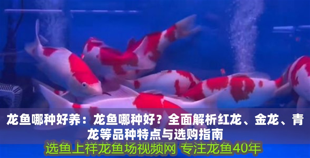龍魚哪種好養(yǎng)：龍魚哪種好？全面解析紅龍、金龍、青龍等品種特點與選購指南