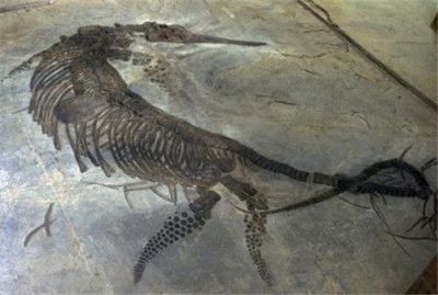 龍魚化石價格：魚龍化石與龍魚化石區別魚龍化石價格信息和特點 龍魚化石價格：魚龍化石與龍魚化石區別魚龍化石價格信息和特點 龍魚百科 第5張