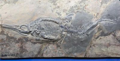 龍魚化石價格：魚龍化石與龍魚化石區別魚龍化石價格信息和特點 龍魚化石價格：魚龍化石與龍魚化石區別魚龍化石價格信息和特點 龍魚百科 第1張
