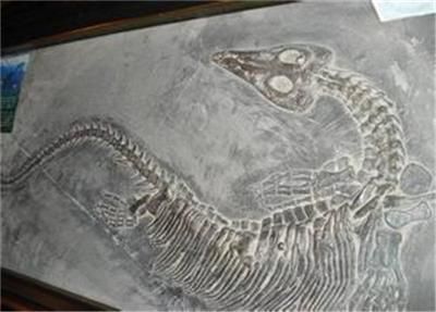 龍魚化石價格：魚龍化石與龍魚化石區別魚龍化石價格信息和特點 龍魚化石價格：魚龍化石與龍魚化石區別魚龍化石價格信息和特點 龍魚百科 第3張