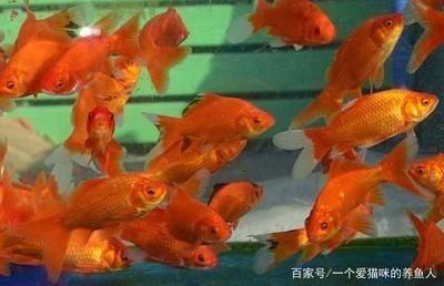 龍魚吃蝦嗎？：龍魚喜歡吃蝦嗎 龍魚吃蝦嗎？：龍魚喜歡吃蝦嗎 龍魚百科 第3張