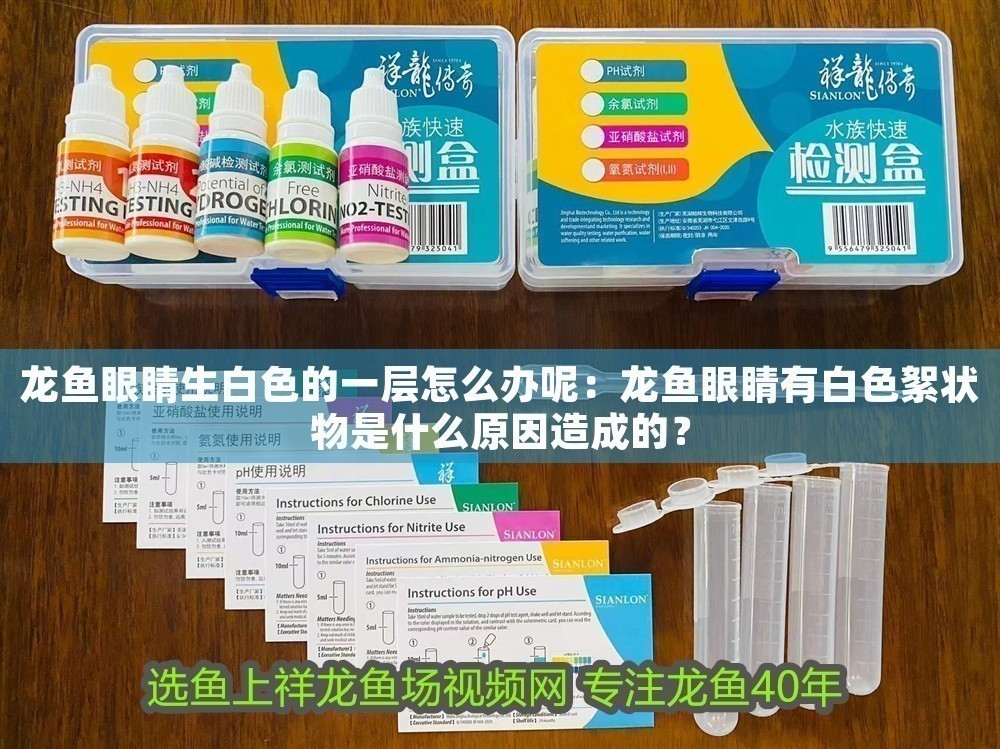 龍魚眼睛生白色的一層怎么辦呢：龍魚眼睛有白色絮狀物是什么原因造成的？
