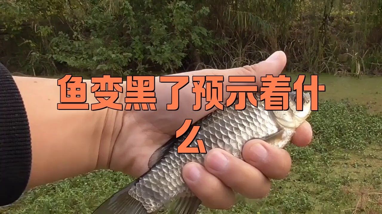 金龍魚發黑是什么原因 金龍魚發黑是什么原因 龍魚百科 第2張