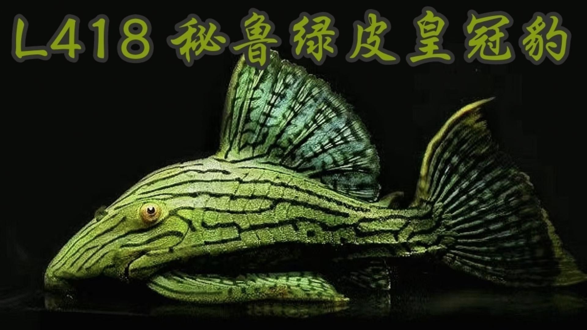 綠皮皇冠豹工具魚