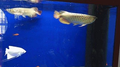 怎么避免兩條金龍魚打架（單養一條金龍魚可以避免兩條金龍魚打架的問題，建議選擇奇數條）