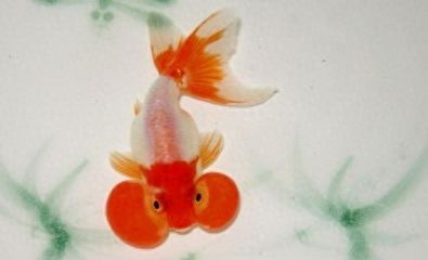 龍魚可以和蝴蝶鯉一塊放嗎：如何選擇適合混養(yǎng)的龍魚品種