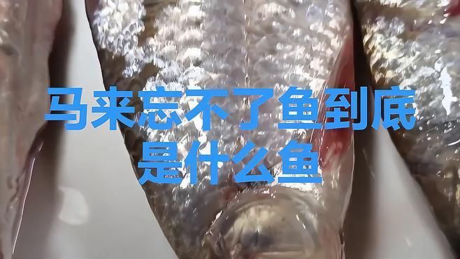 馬來西亞國寶魚又叫什么魚
