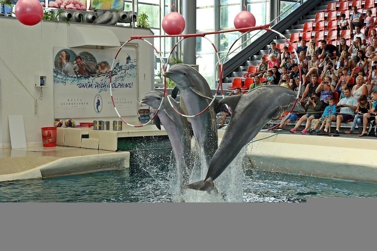 金龍魚混養視頻大全圖片高清下載：金龍魚混養視頻大全圖片高清下載軟件
