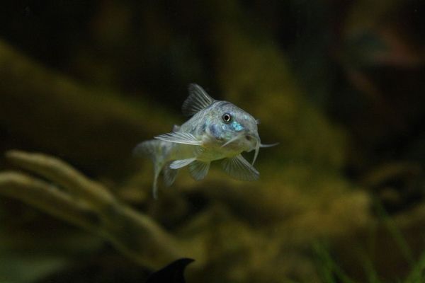 紅龍魚一般可以活多少年（紅龍魚的壽命受到多種因素影響，紅龍魚長壽飼養技巧分享）