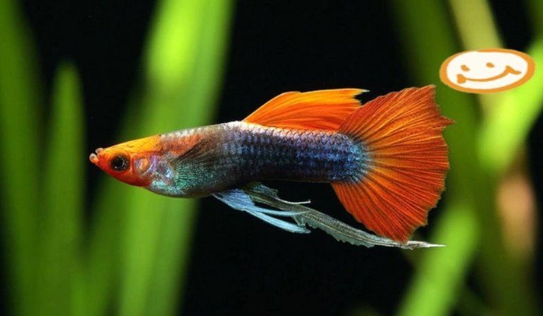 孔雀魚曼龍魚能長多大