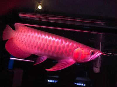 紅龍魚用什么燈烤（烤紅龍魚應使用何種燈光）