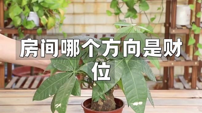 銀龍魚白毛病怎么治療：龍魚白絮病會自愈嗎？