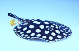 小金龍魚用什么燈最好看：小金龍魚用什么燈好看
