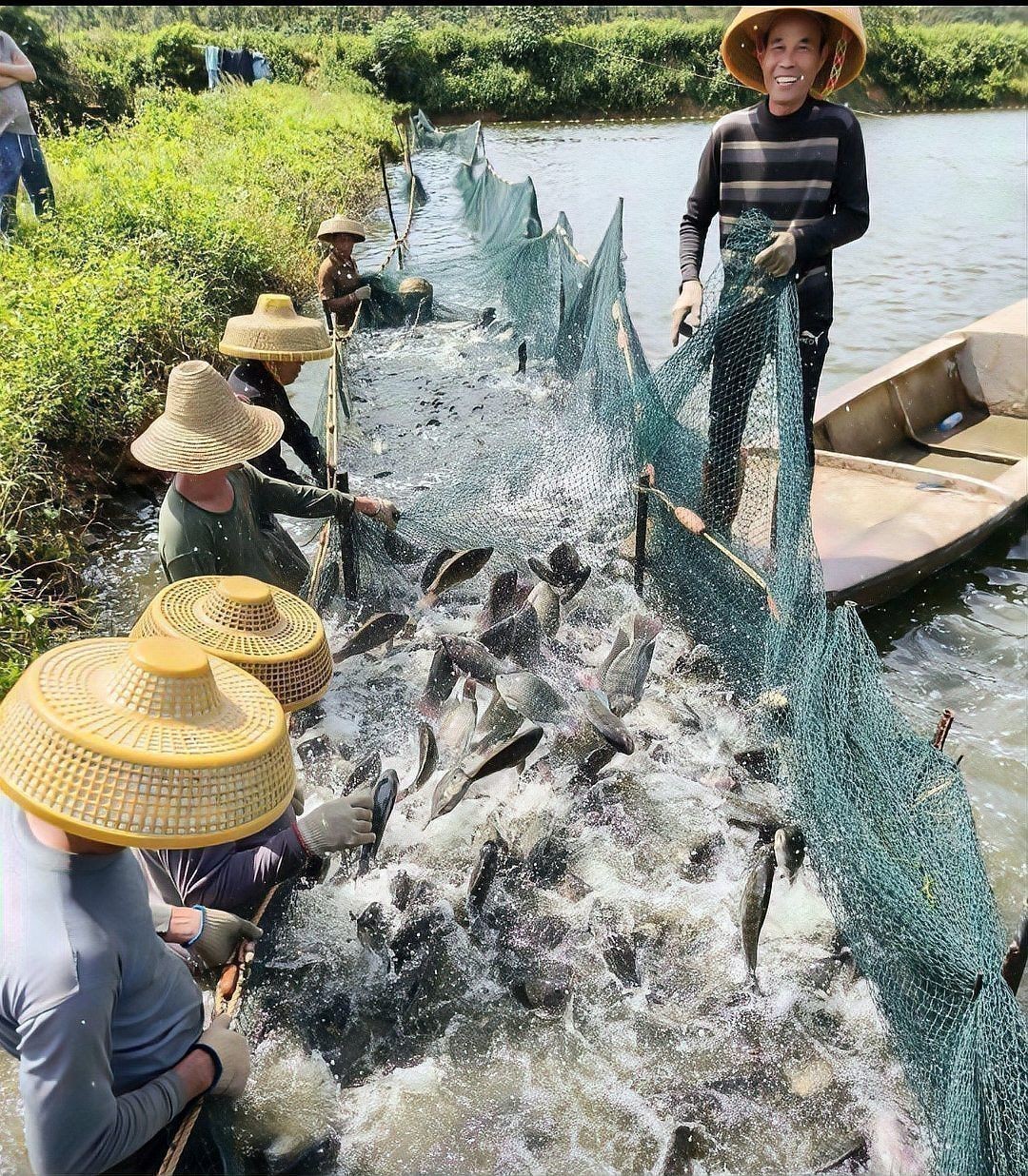 短身福龍魚(yú)的市場(chǎng)供需如何？