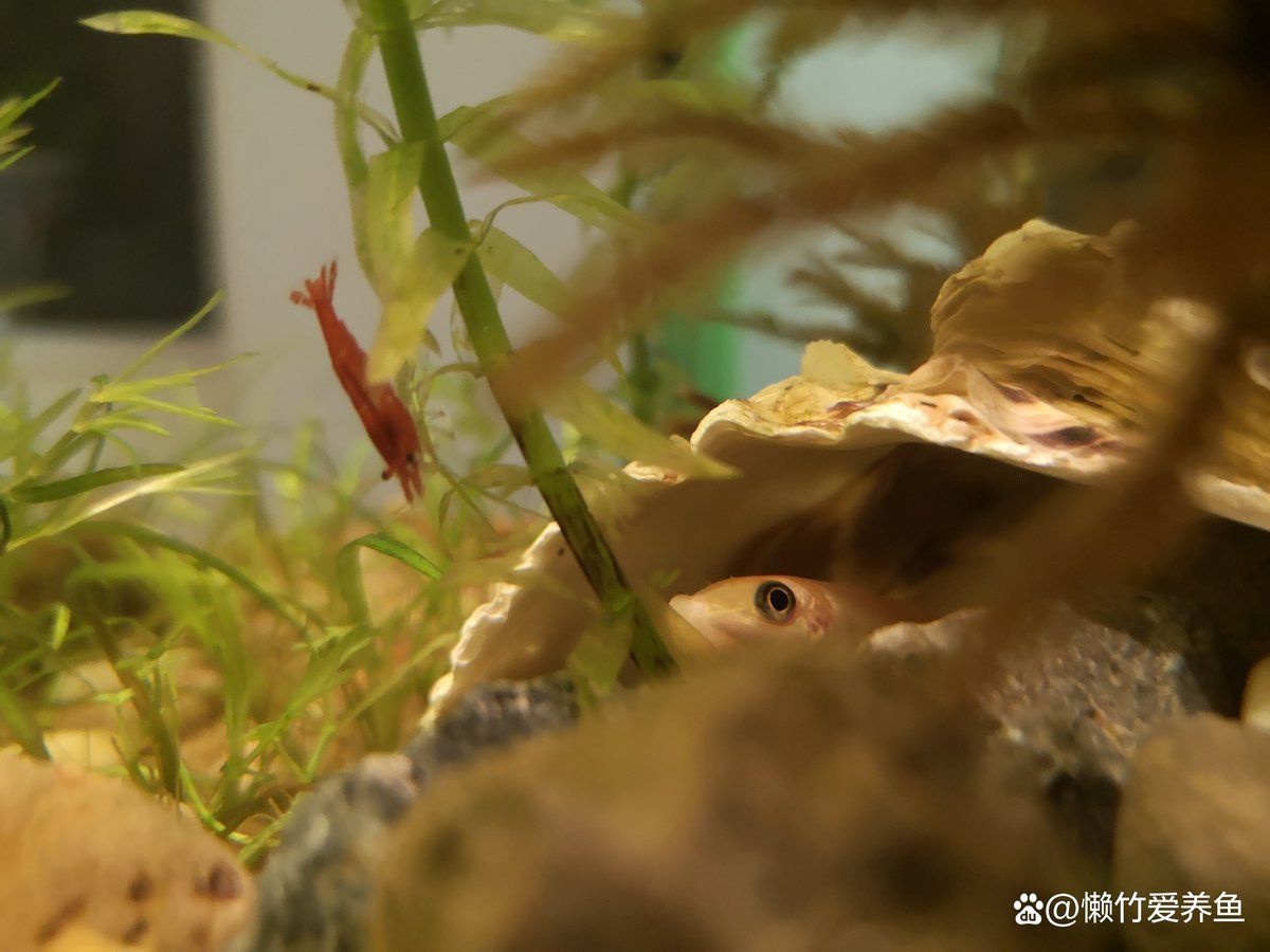 金苔鼠會把魚吸死嗎