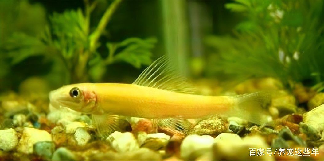 金苔鼠會把魚吸死嗎