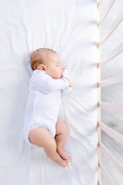 金苔鼠會把魚吸死嗎