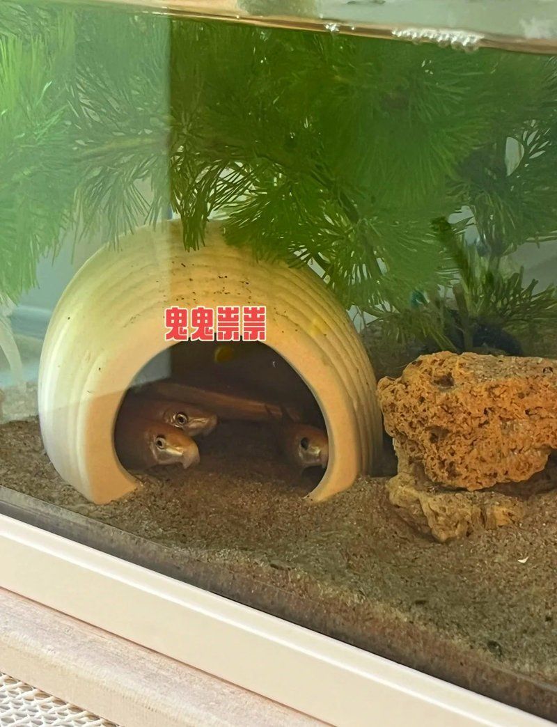 金苔鼠會把魚吸死嗎