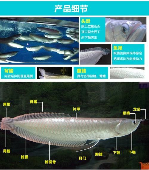 白銀龍魚和銀龍魚混養嗎圖片