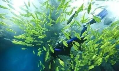 金龍魚沉在水底是怎么了：金魚沉底是怎么回事