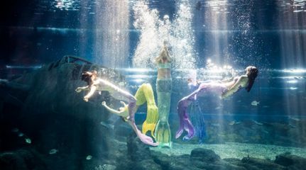 金龍魚沉在水底是怎么了：金魚沉底是怎么回事
