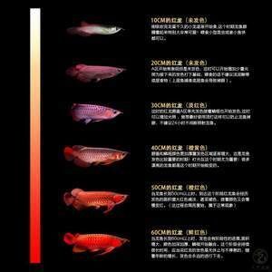 如何從印尼把龍魚帶回國內（從印尼帶回龍魚到國內是一個涉及多個步驟的步驟的過程）