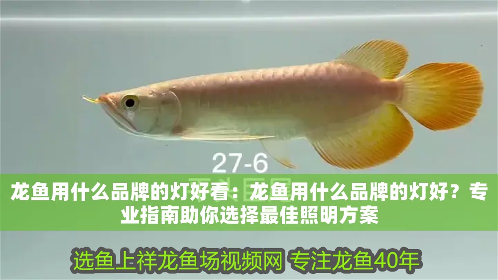 龍魚用什么品牌的燈好看：龍魚用什么品牌的燈好？專業(yè)指南助你選擇最佳照明方案
