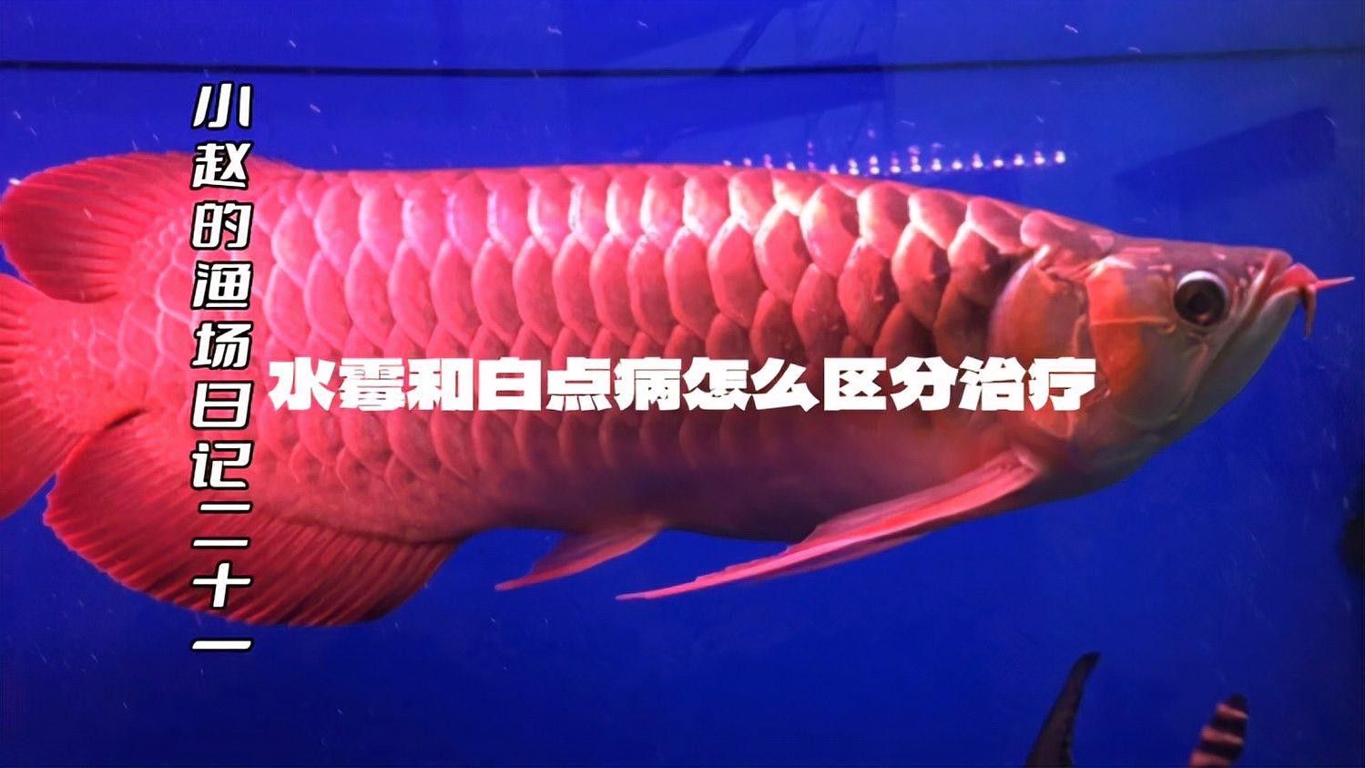 龍魚身上有白點是怎么回事啊視頻