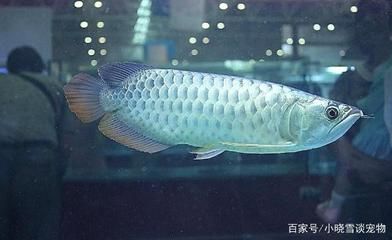 龍魚可以和銀龍魚混養，龍魚和銀龍魚可以混養