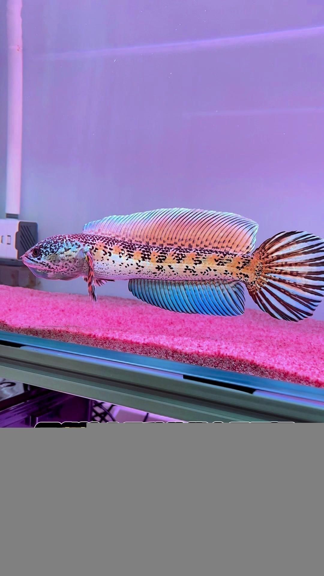 雷龍魚