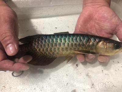 龍魚做手術多少錢一斤：龍魚手術的費用是多少