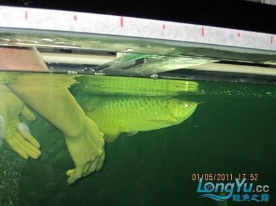 龍魚做手術多少錢一斤：龍魚手術的費用是多少